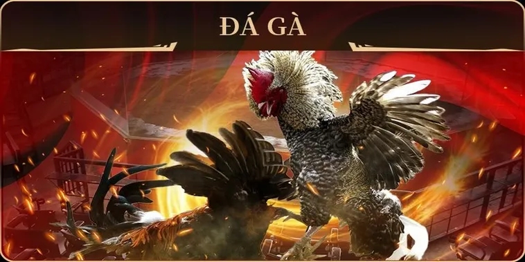 Hướng Dẫn Cách Chơi Đá Gà GA28 Tại 888B Từ A Đến Z Cho Kê Thủ
