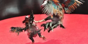 Bật Mí Cách Chơi Đá Gà Sabong Tại 888B Luôn Thắng Từ Chuyên Gia