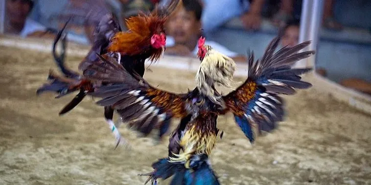 Bật Mí Cách Chơi Đá Gà Sabong Tại 888B Luôn Thắng Từ Chuyên Gia